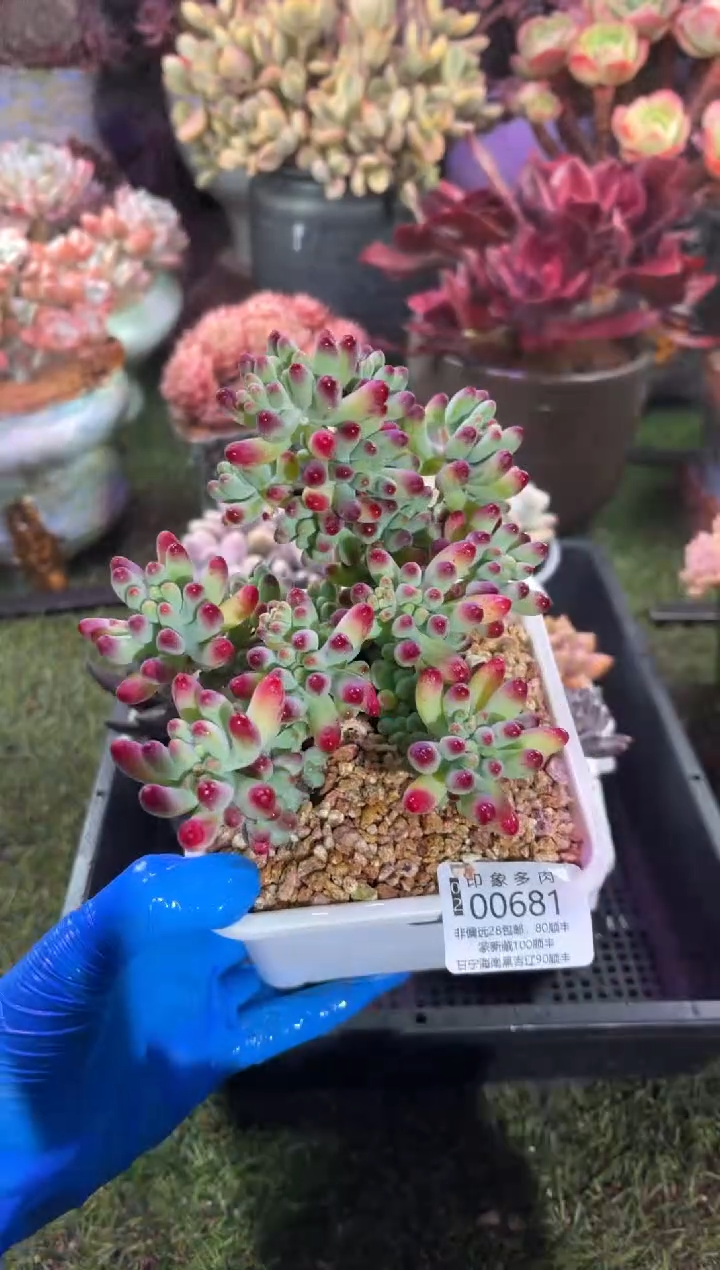 【闪购商品】00681