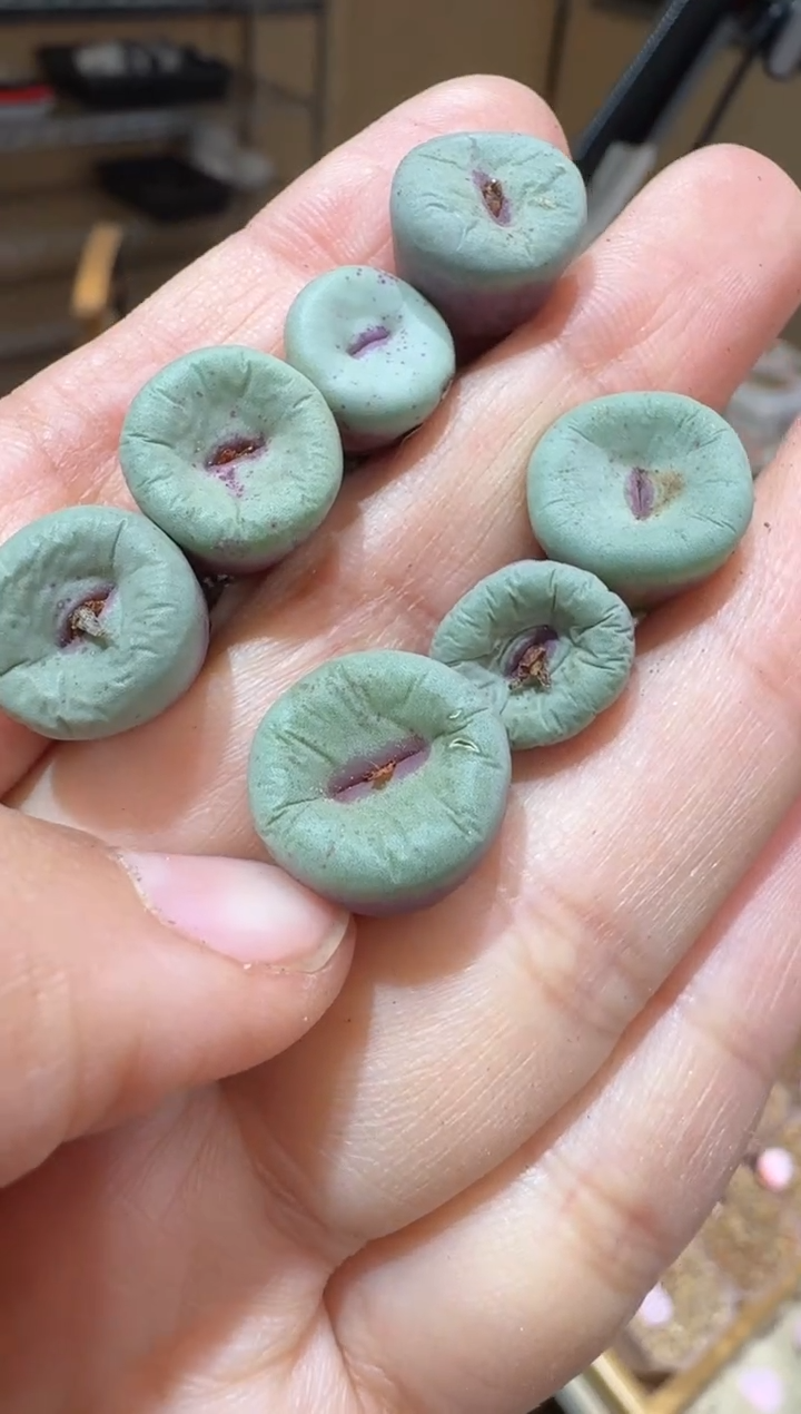 172多肉植物肉锥红嘴一颗