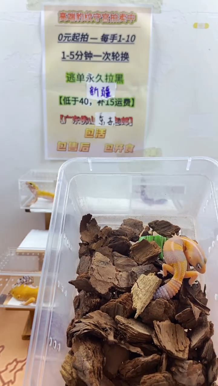 豹纹守宫豹纹守宫幼苗亚成体成体肥尾