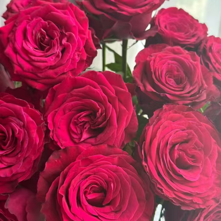 红酒玫瑰10支 一单中通包邮两单升级京东或顺丰冷链