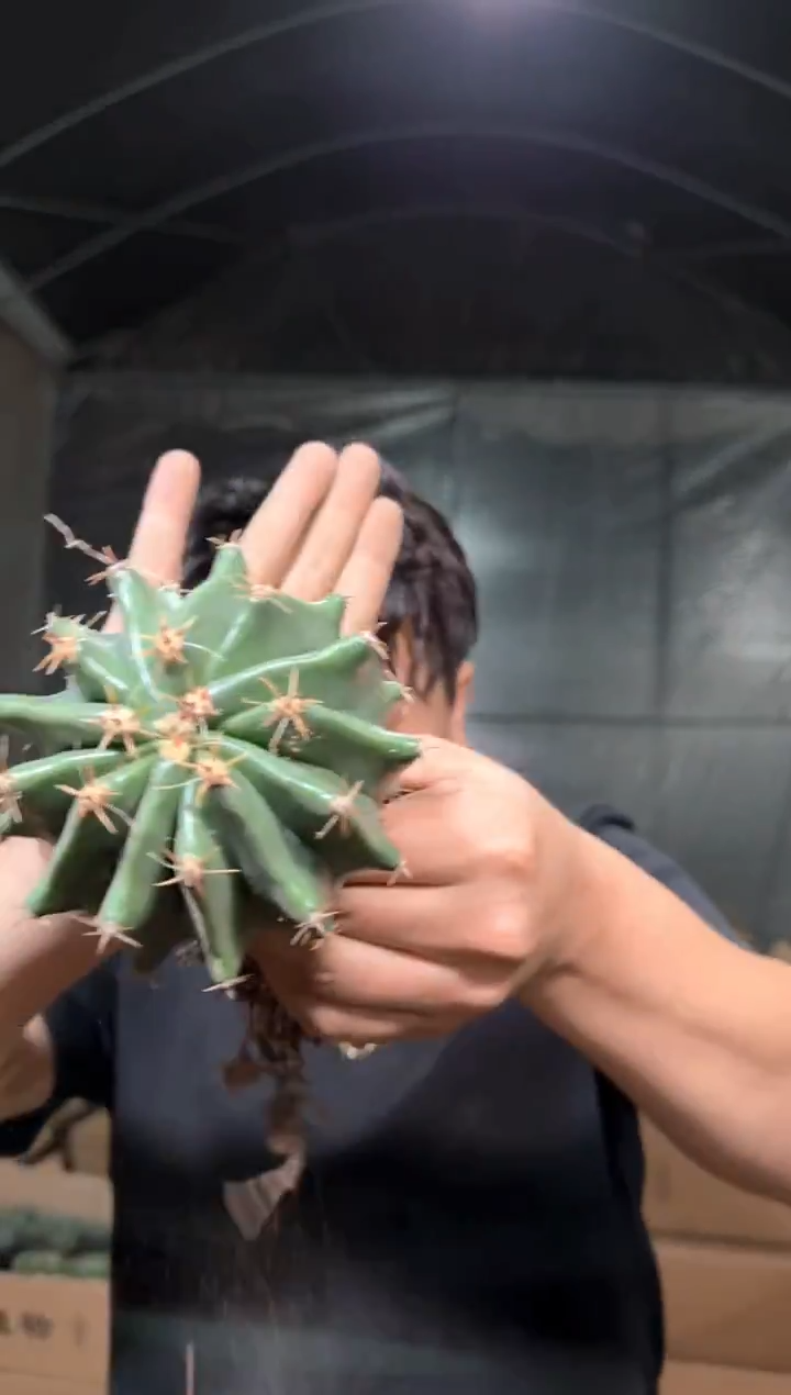 实生根 短豪刺 雎鸠玉 8-11cm