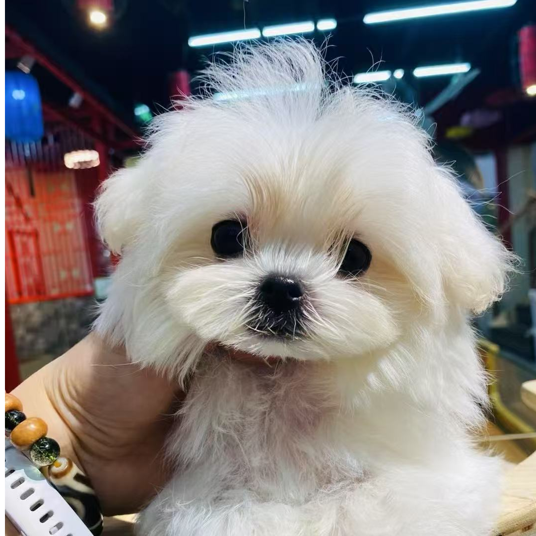 马尔济斯现货狗狗小型犬活体