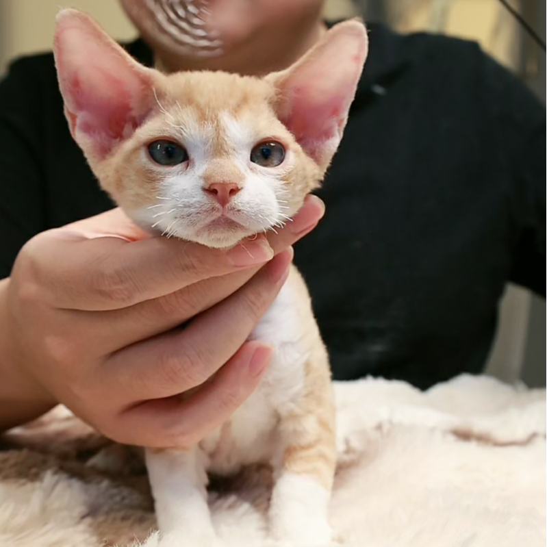 红虎斑加白弟弟 2个月 德文卷毛猫