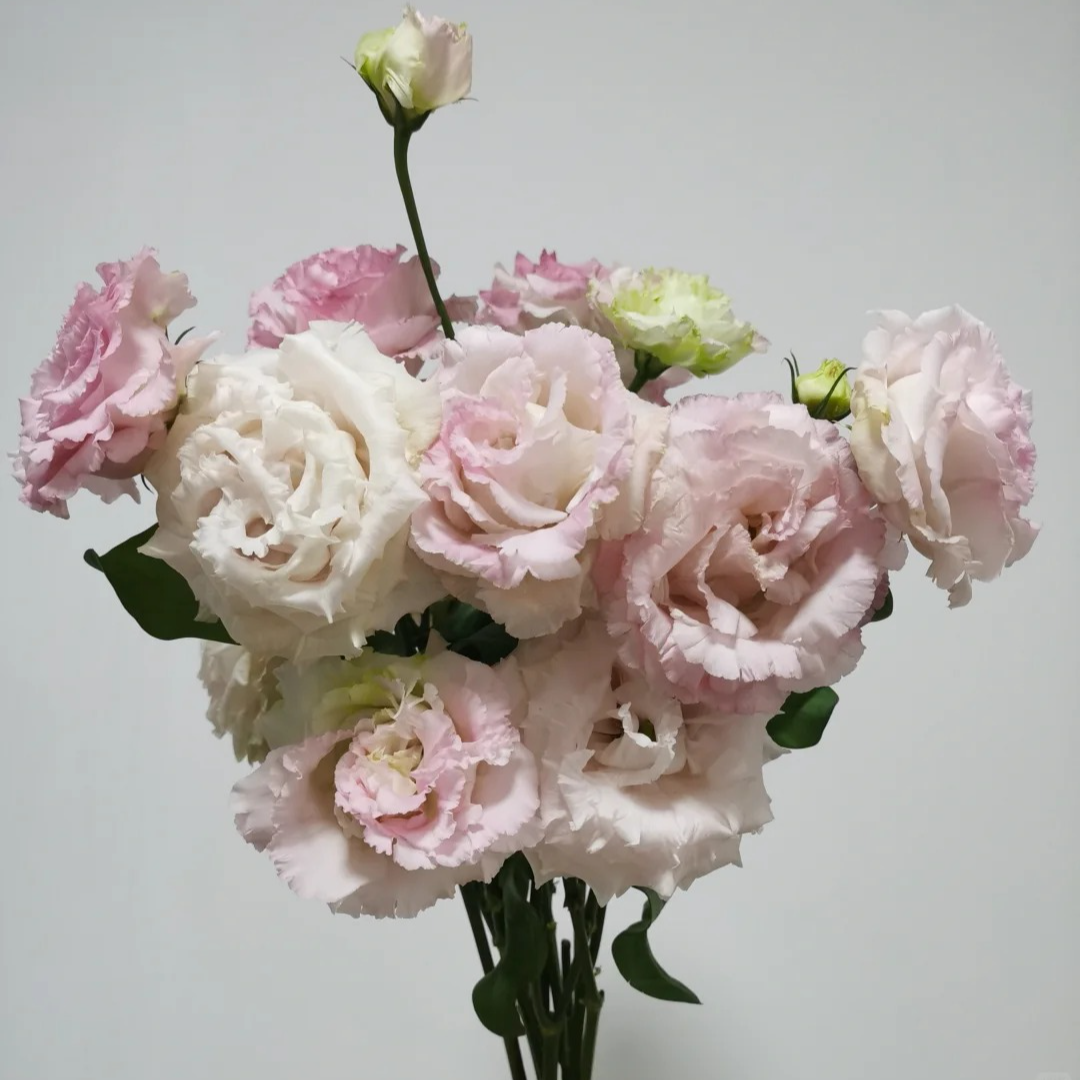 立深浅粉421洋桔梗鲜切花云南基地直发