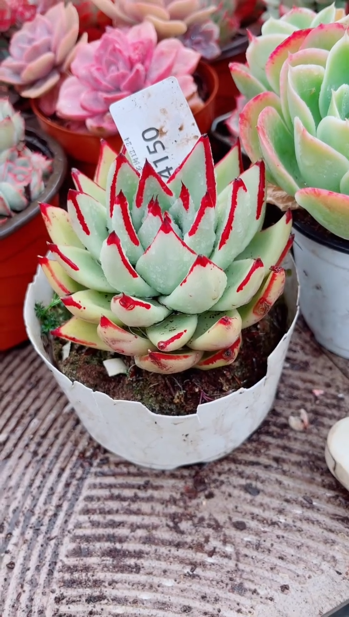 芳跃跃精品多肉24150