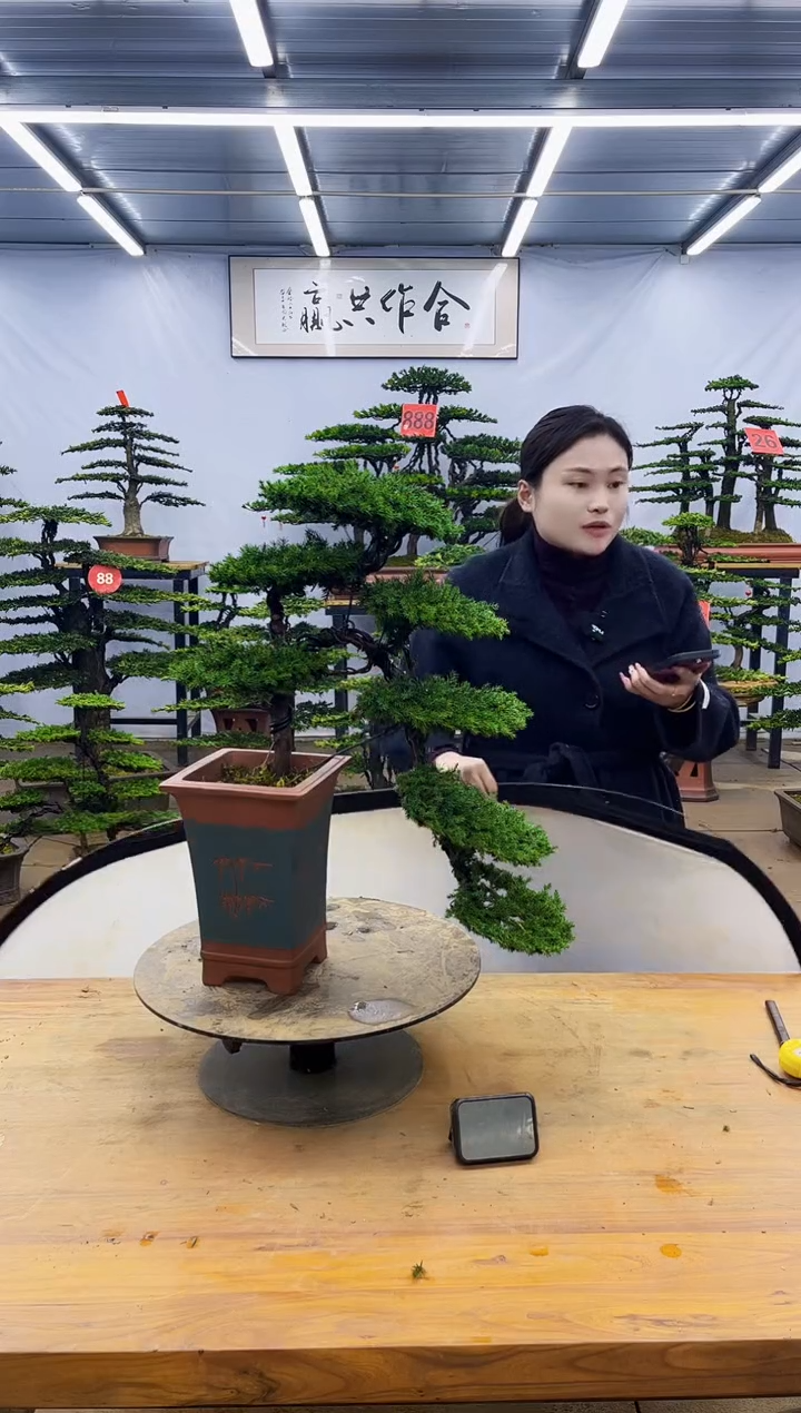 【闪购商品】高端盆景一物一拍，所见即所得