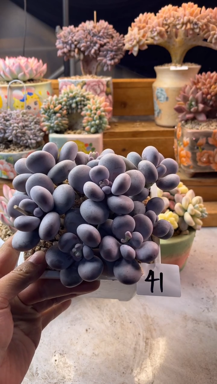 ?***葱41烟美人1111111111111111