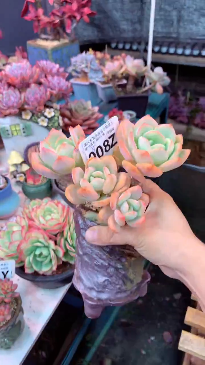 008Z（一物一拍实付满28发货，默认不带盆土）