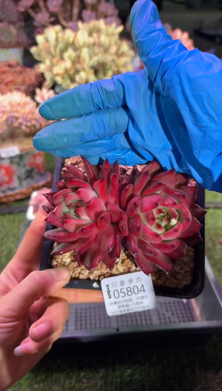 【闪购商品】05804