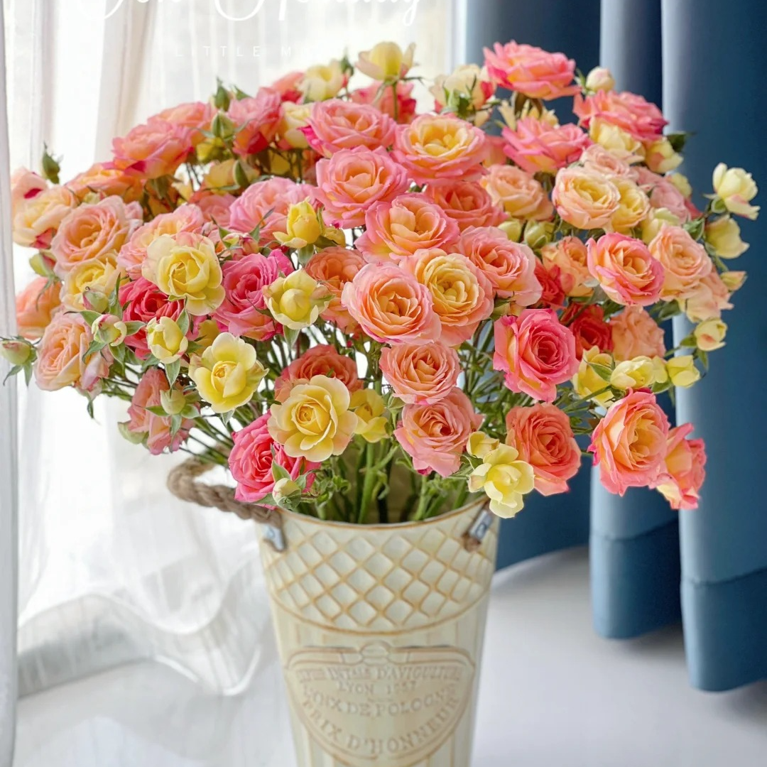【簪花笑】彩色稀有玫瑰 情人节花材 好看稀有 像云南晚霞一样