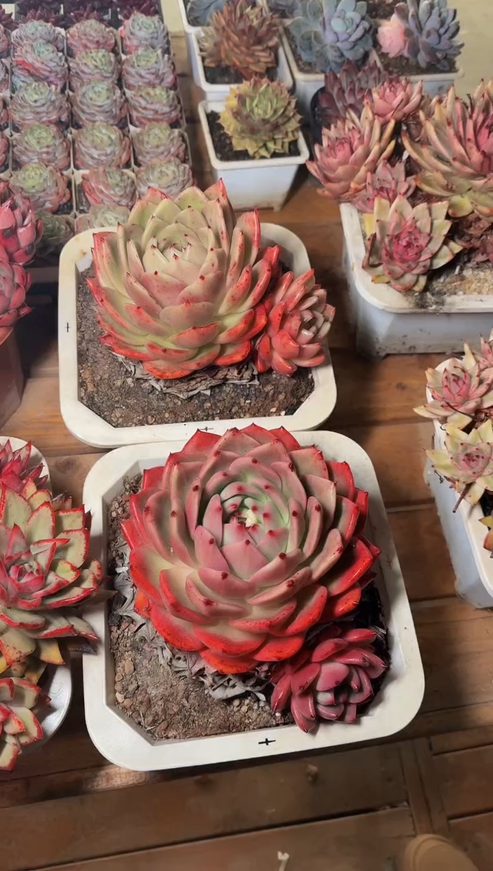 240#带崽大金马（17-19cm）脱土