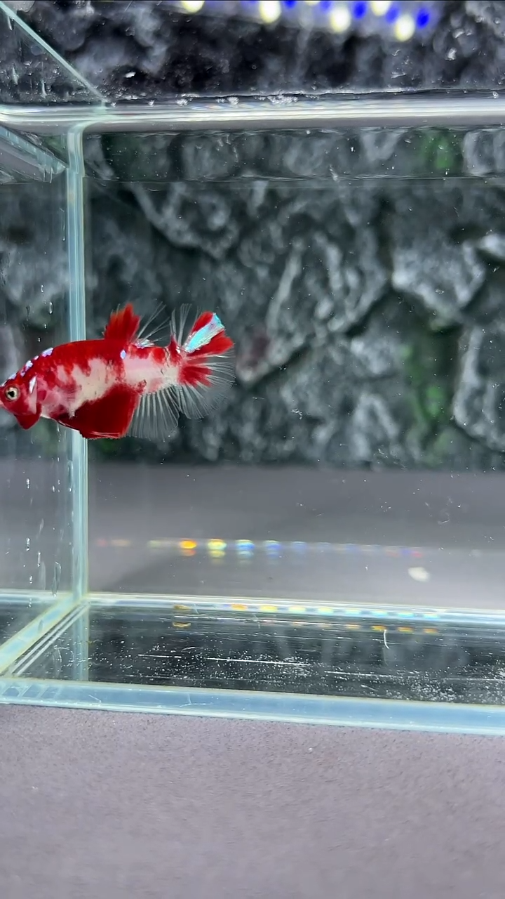 斗鱼竞拍链接A033