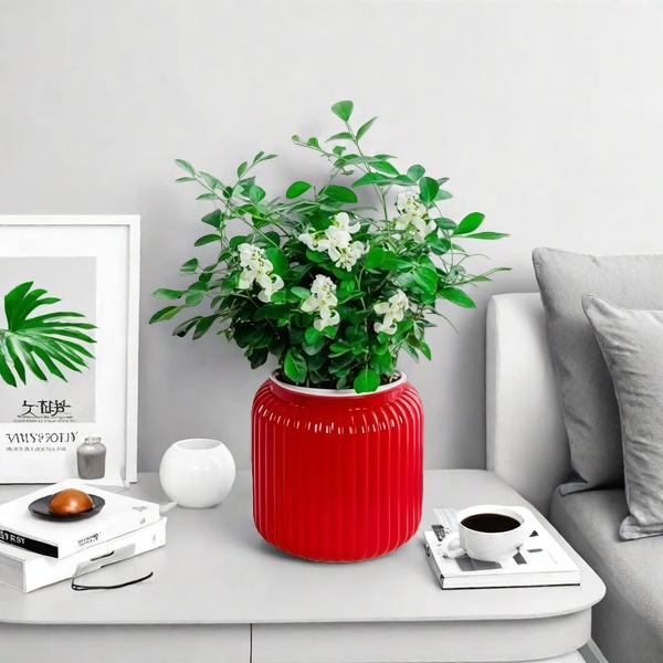 九里香盆栽室内驱蚊防虫绿植客厅办公室四季开花七里香植物6