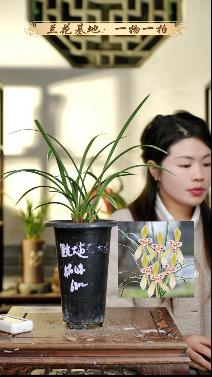 完全开放星光大道4苗1花苞