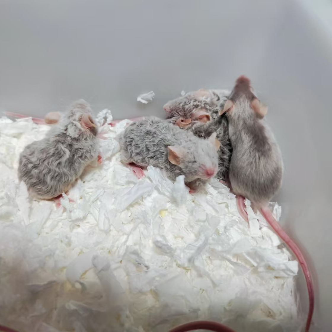 纯美长卷毛暹罗三花缎子鼠宝宝进口段子鼠仓鼠无毛花枝桌面宠物