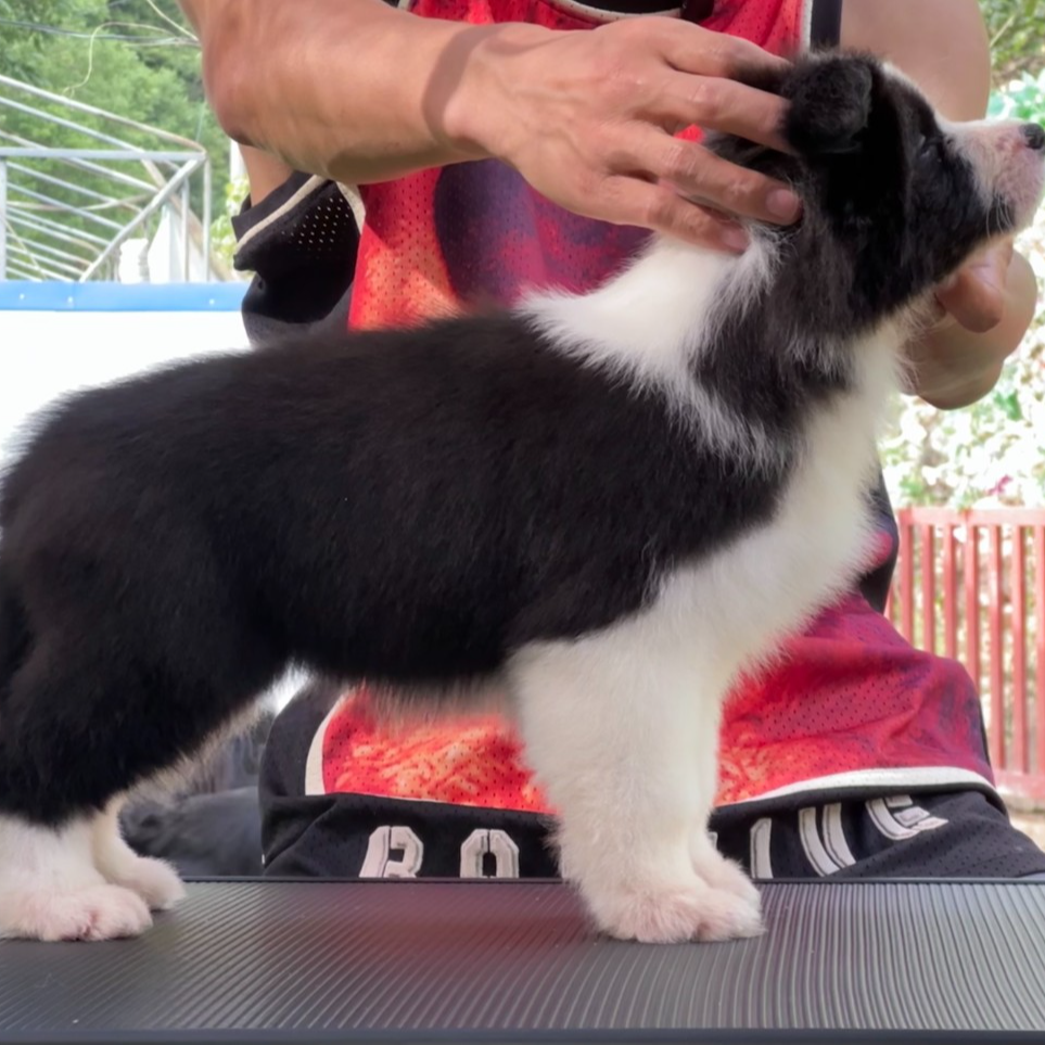 满庭芳边牧纯血赛级边牧5000起