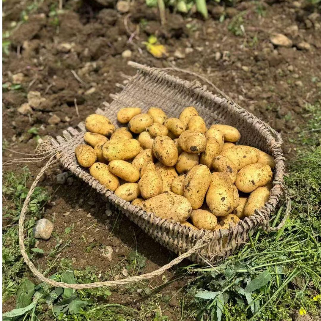 【老品种小土豆】富硒土豆农家种植软糯香甜现挖先发新鲜农家小洋芋