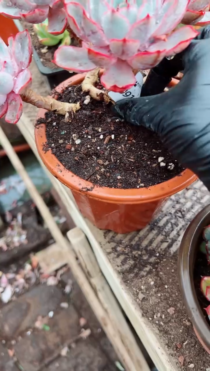 琳**悠多肉植物一物一拍09132