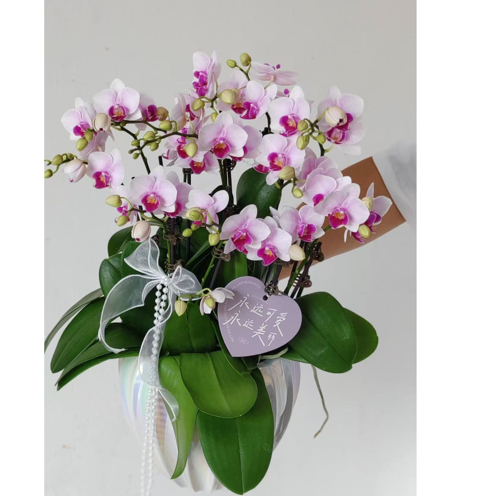 稀少品种【1个花剑小白兔】蝴蝶兰能开50-60个花苞花量多
