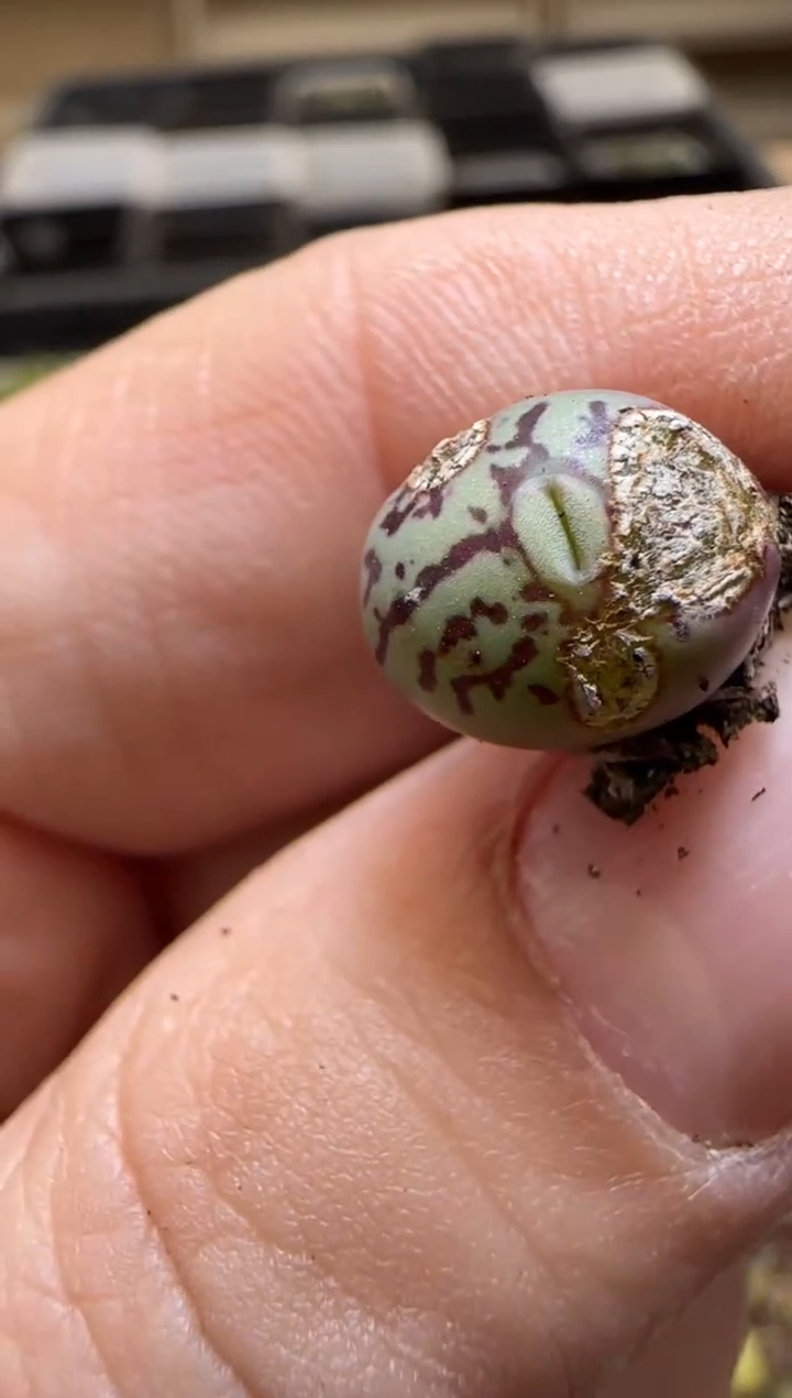 【闪购商品】13-329