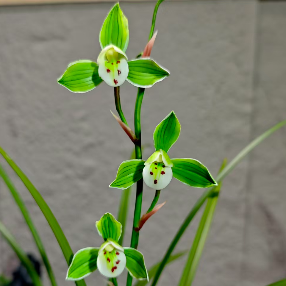 【君临天下】稀有铭品 国兰经典老品种 幽香