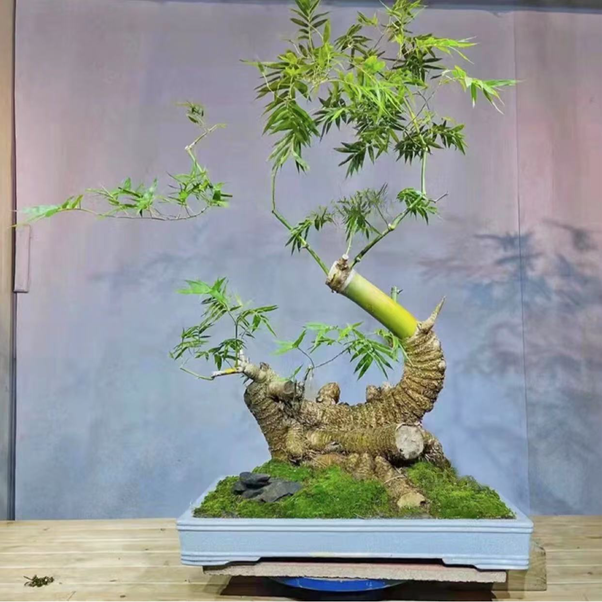 小叶簕竹盆景盆栽素材