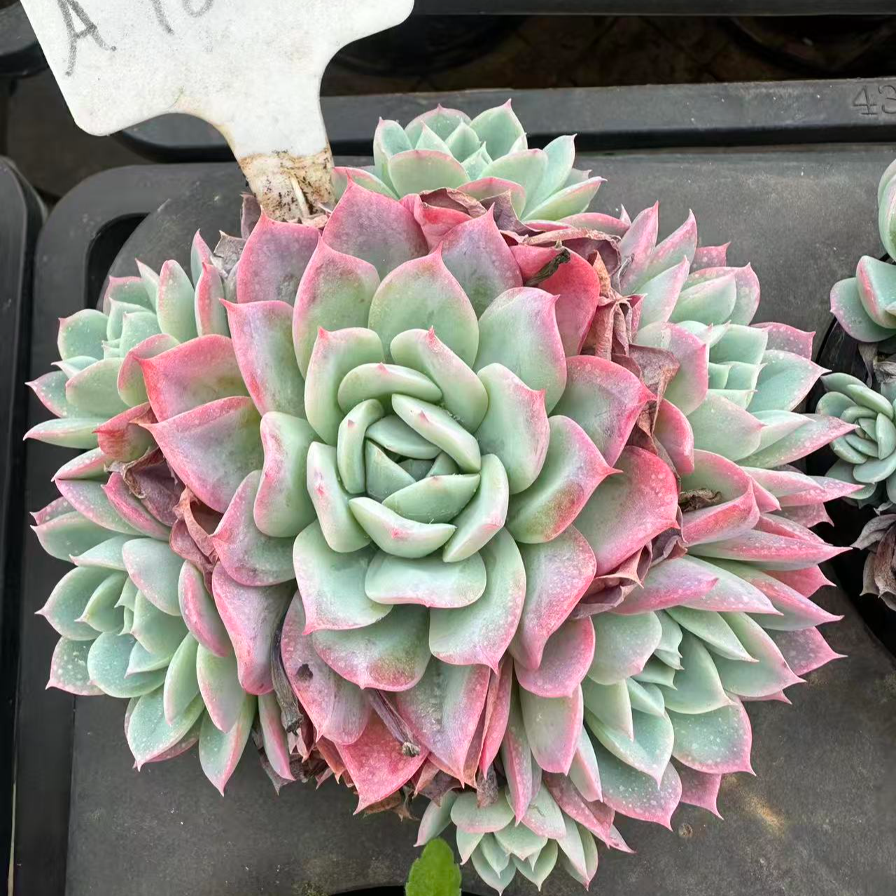 10#玉娆多肉植物        前男友精品多肉A968-2