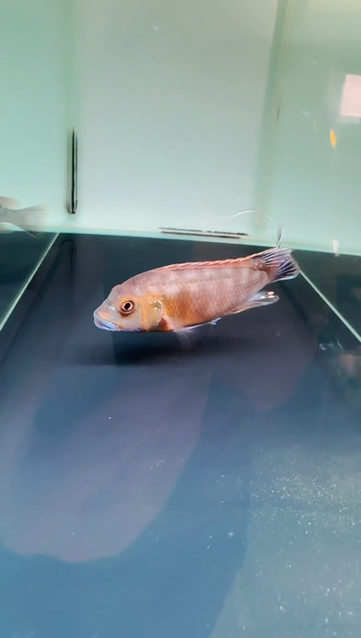 慈鲷鱼蓝唇威廉7-9cm一条