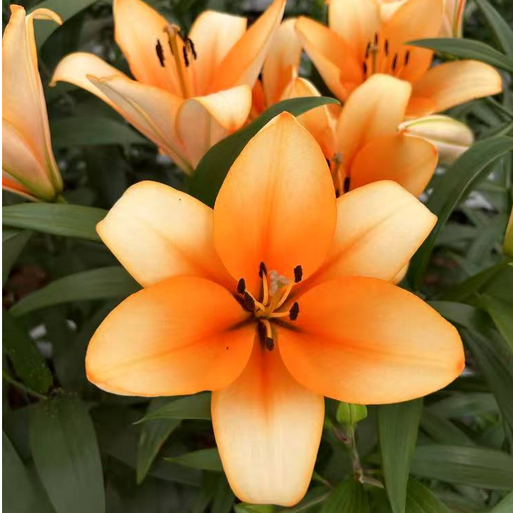 1颗百合种球【橙色帝王18-20】OT百合庭院阳台