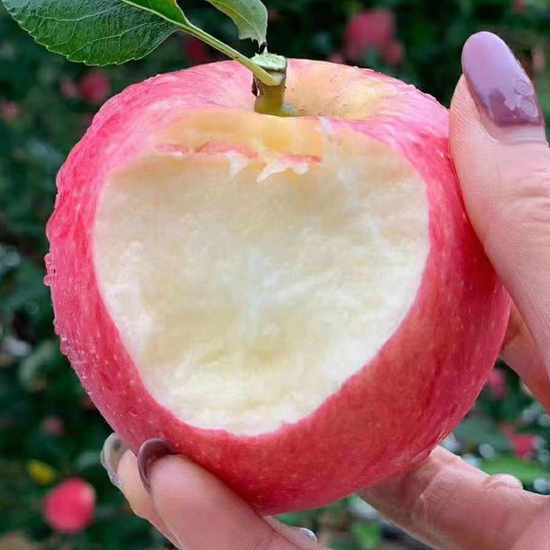 [顺丰包邮]2025年头茬嘎啦苹果4.5-8.5斤粉面香甜现摘先发