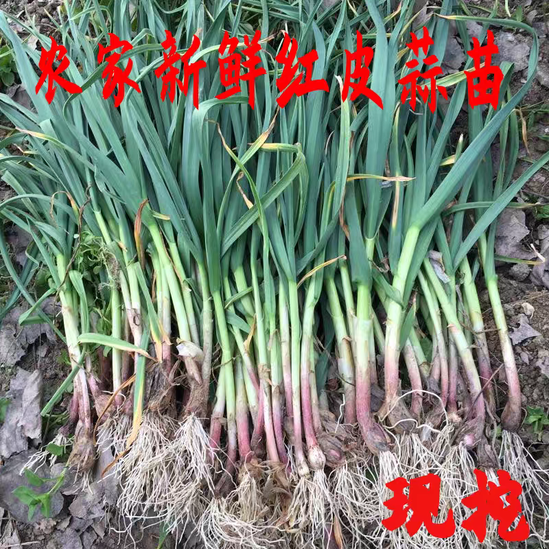 新鲜现挖红皮蒜苗1斤2斤3斤