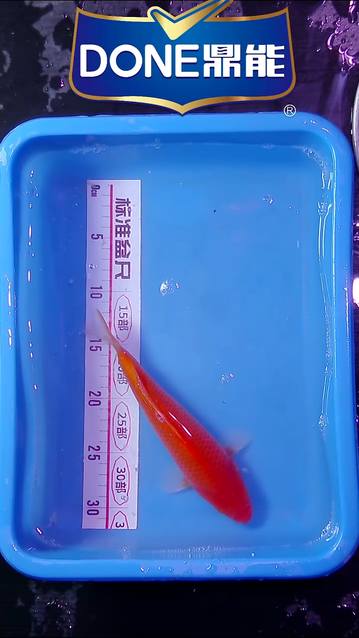 锦鲤鱼悦直播间菁选 4号