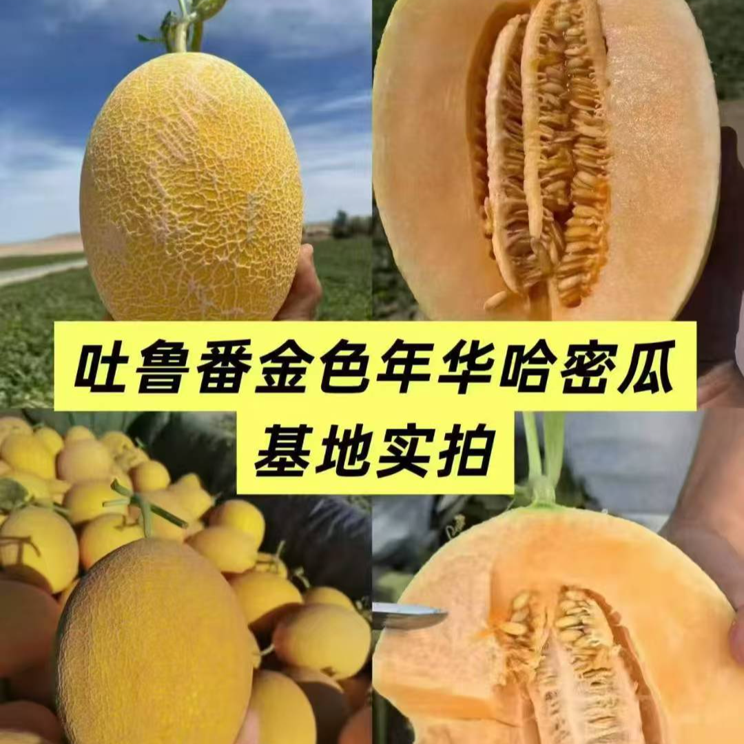 新疆吐鲁番黄皮火焰网纹蜜瓜哈密瓜新疆恐龙蛋