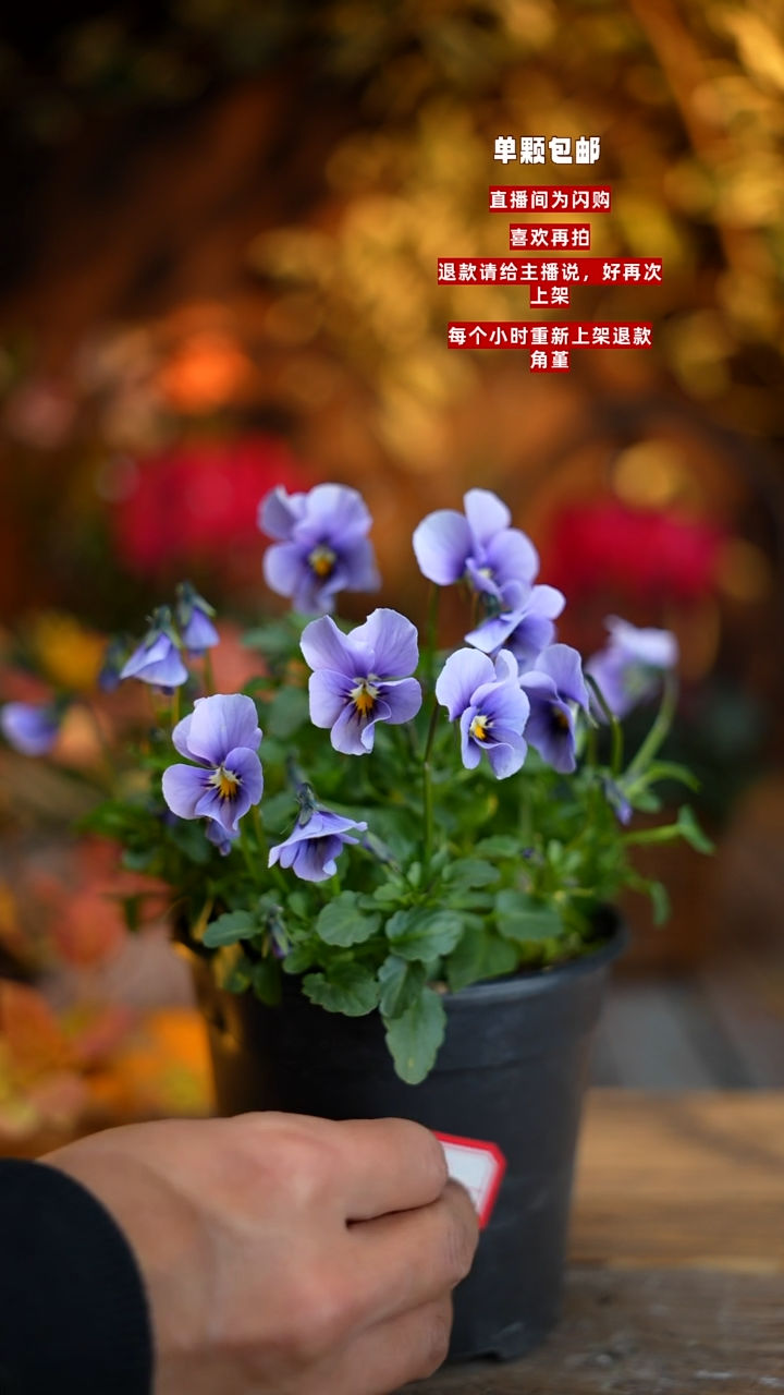 全部花朵00000029