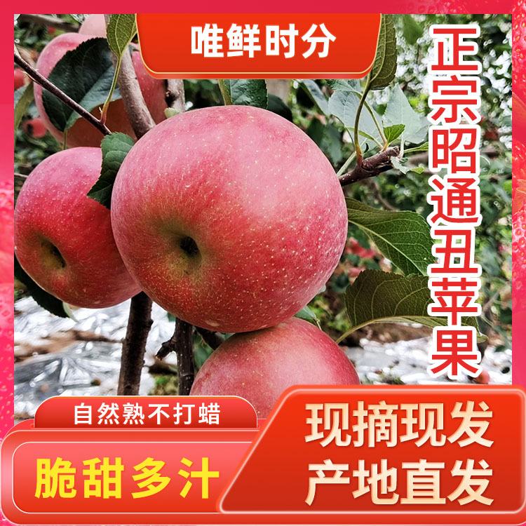 唯鲜时分【双12】正宗昭通糖心丑苹果当季现摘现发脆甜可口