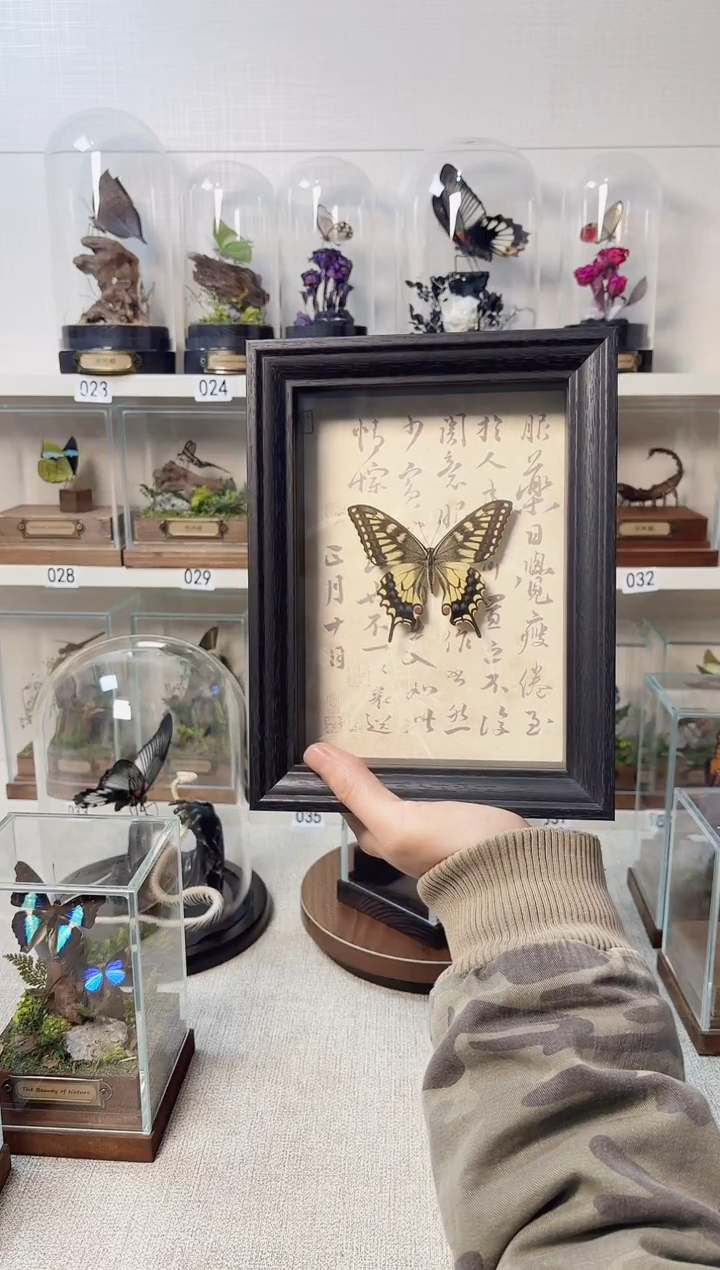 玻璃真实自然标本相框款