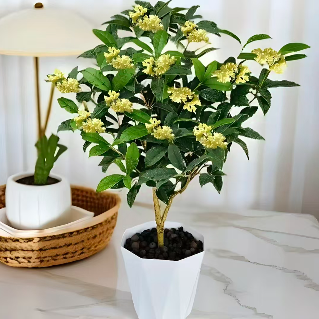 A四季桂花树浓香型盆栽好养易活适合阳台庭院室内种植