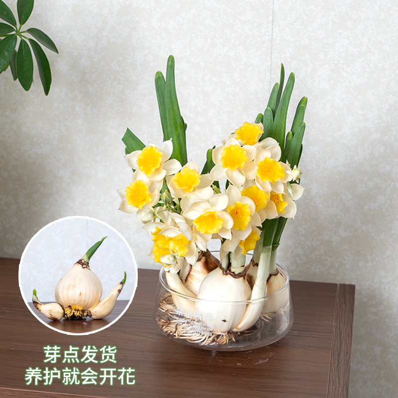 正宗漳州水仙花盆栽水培水养花卉凌波仙子香浓办公客厅年宵花送礼