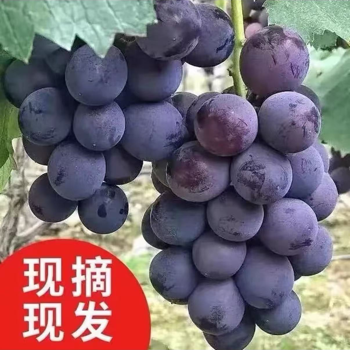 巨峰葡萄嘎嘎好吃甜葡萄同城送辽宁省
