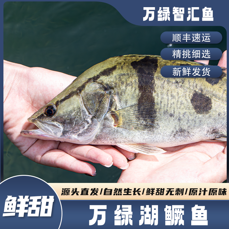 【智汇鱼】万绿湖水库桂花鱼-肉桂-无刺新鲜顺风发货