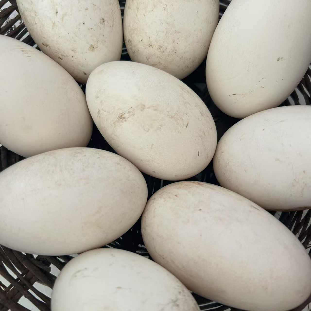 东北农村散养笨鹅蛋24枚