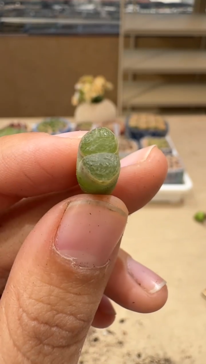 多肉植物肉锥5-26