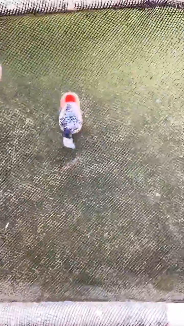 金鱼枯**?水娃娃观赏鱼兰寿金鱼  不包邮