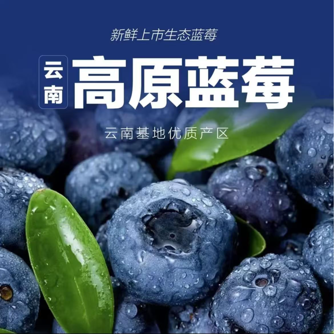 【京东空运】云南花香蓝莓鲜果大果现摘高山露天蓝梅多汁水果整箱