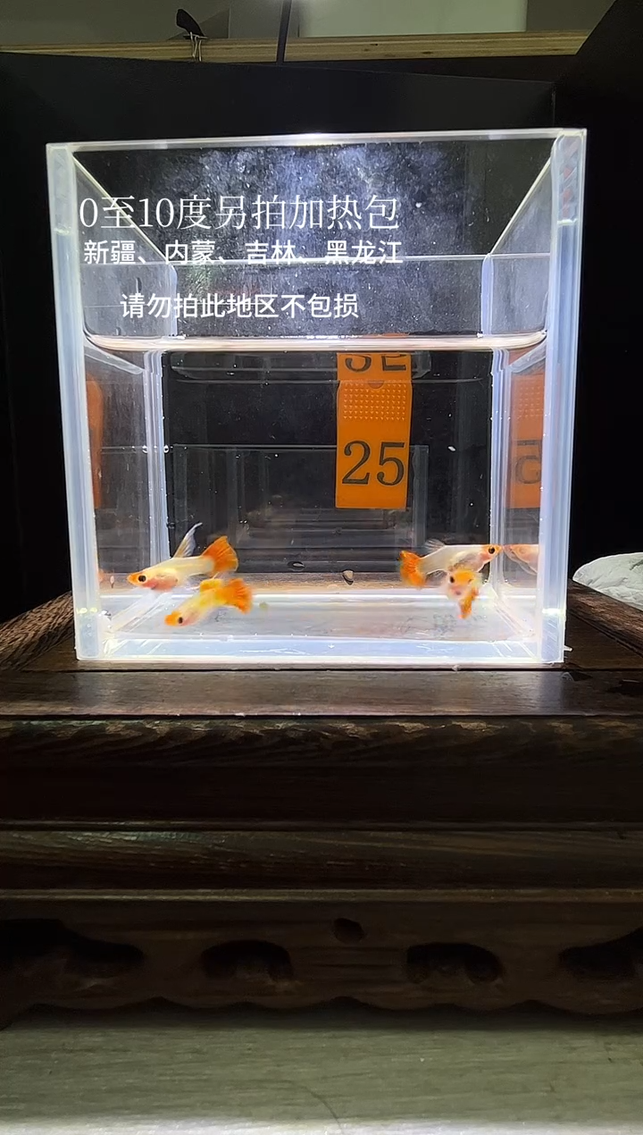 孔雀鱼虎斑玻璃猫c编号25