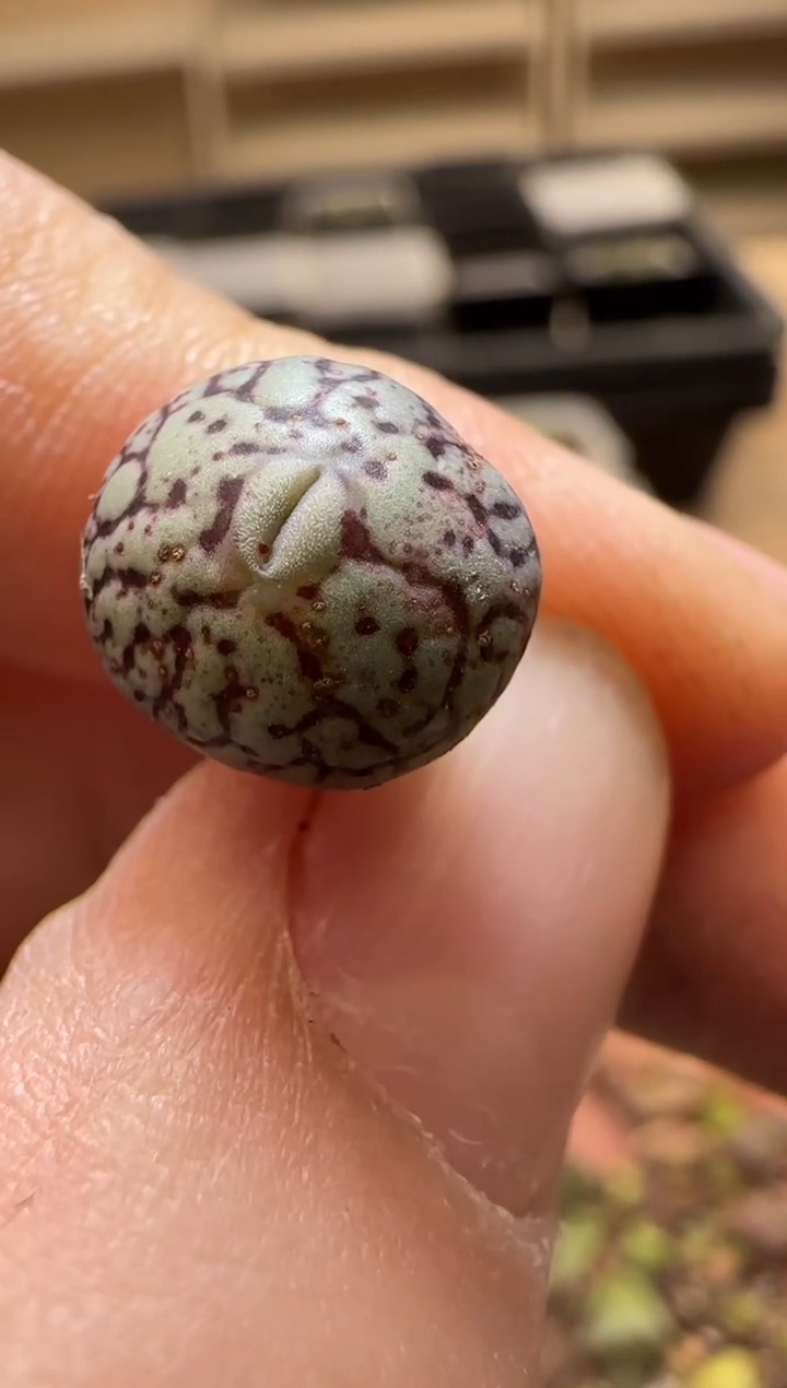 【闪购商品】13-330