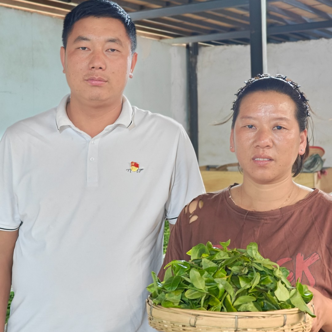 【支书优选】邦旭村10号茶农家藤条普洱茶 散茶