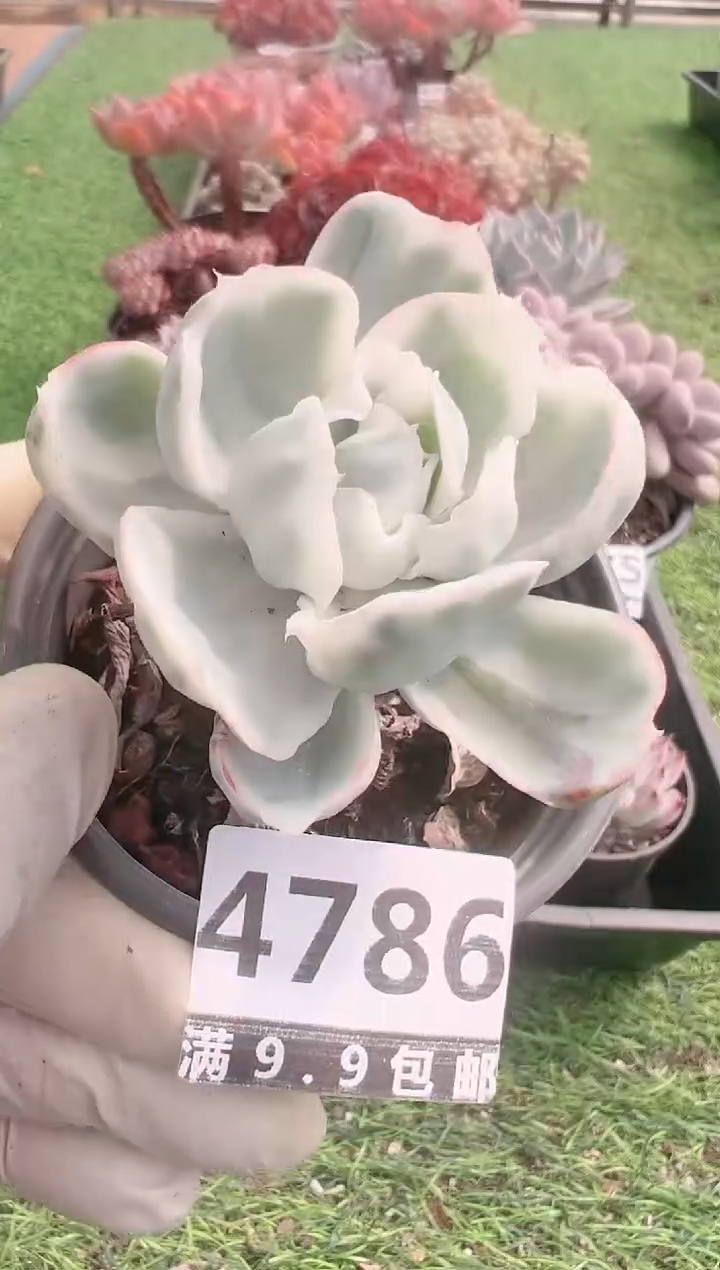 【闪购商品】信福多肉一物一拍