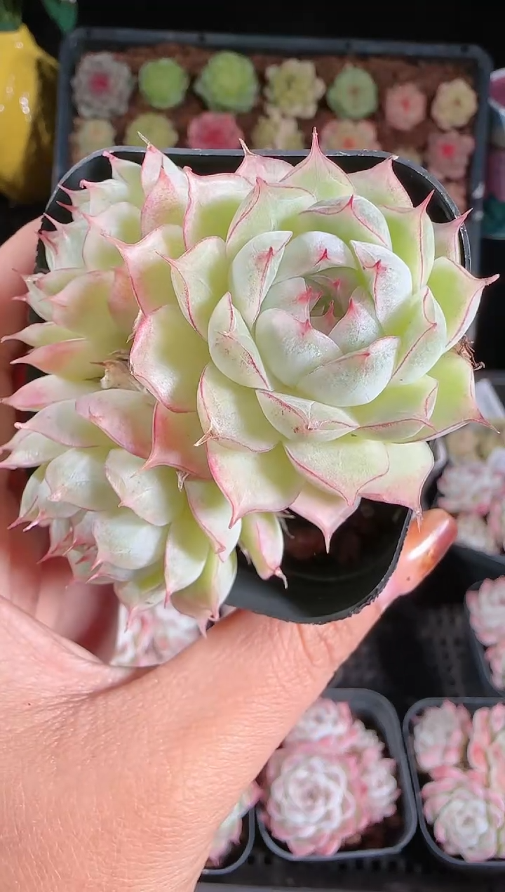 1122-701群生不包整