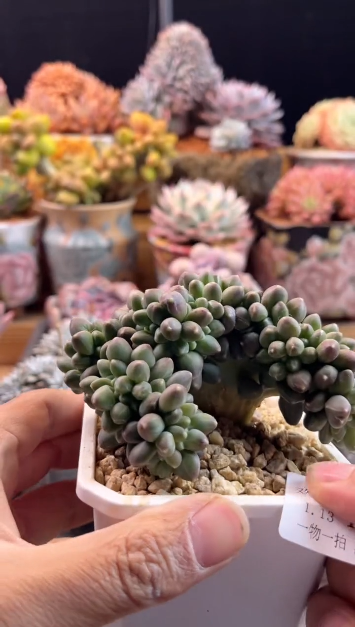 【闪购商品】1.13-104千代田缀化